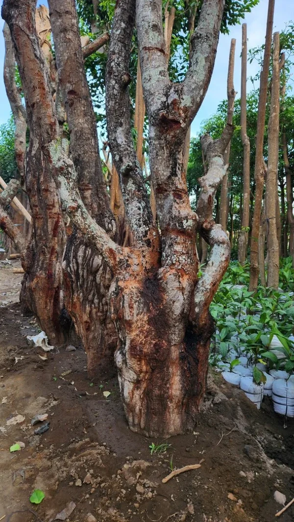 pohon balibong di kontraktor taman professioanal di kediri