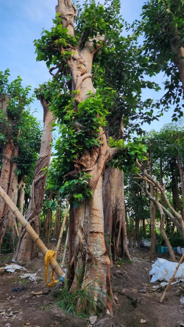 bodhi di kebun tanduran kontraktor landscape