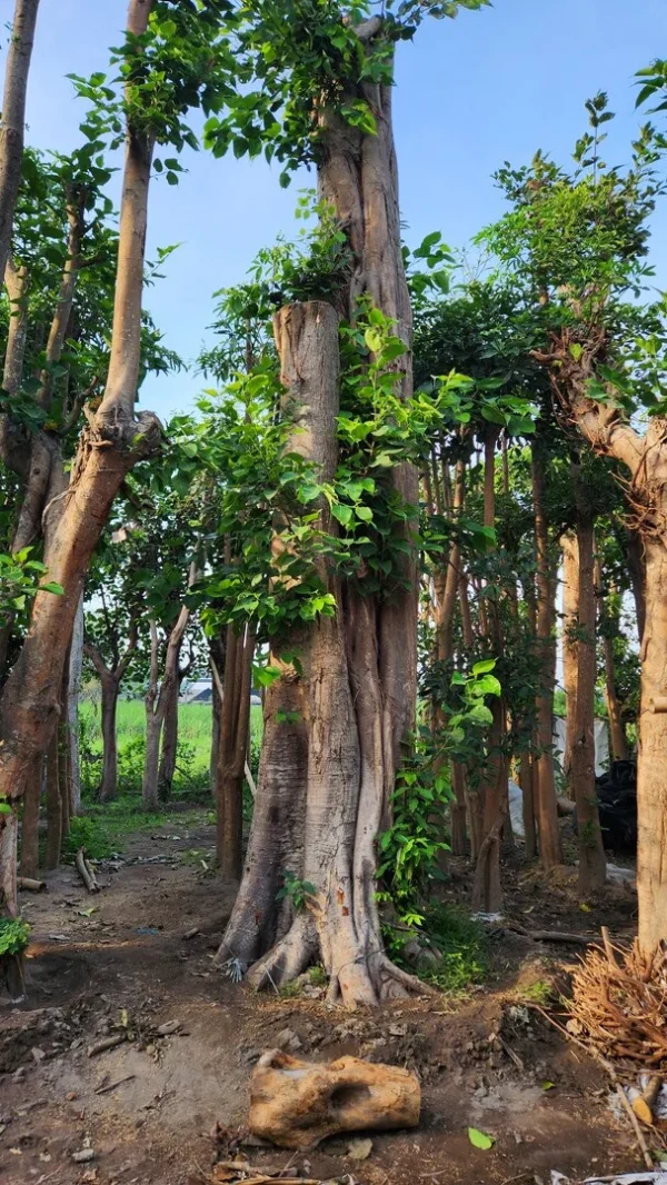 bodhi di kebun tanduran kontraktor landscape