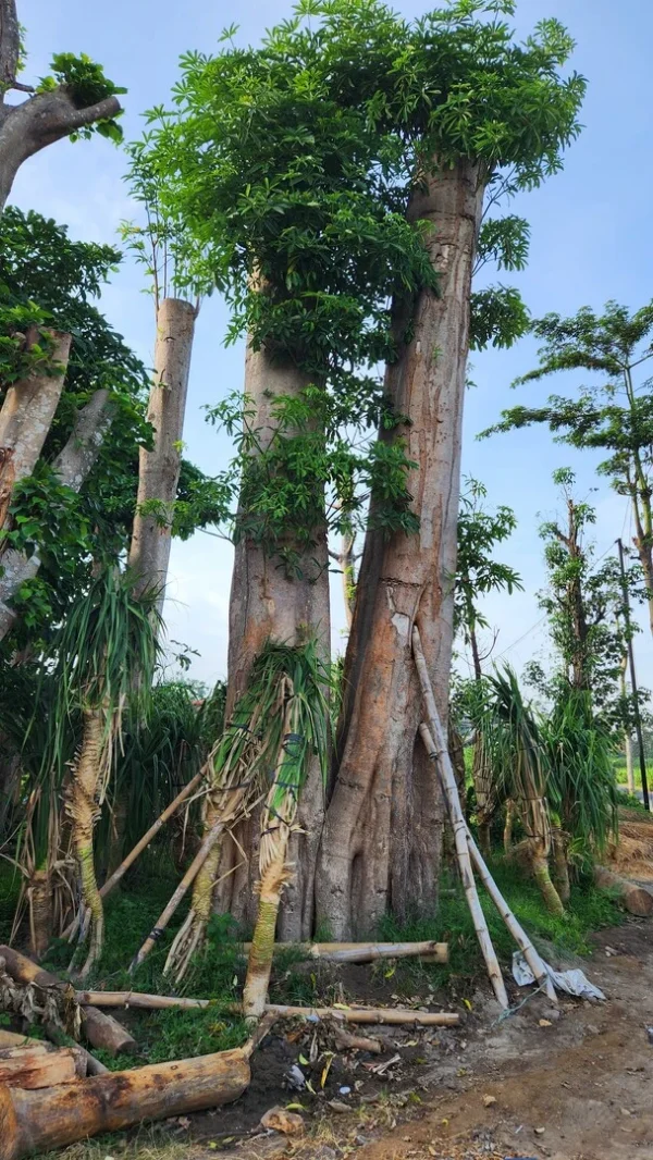 pohon pule di kebun tanduran kontraktor landscape