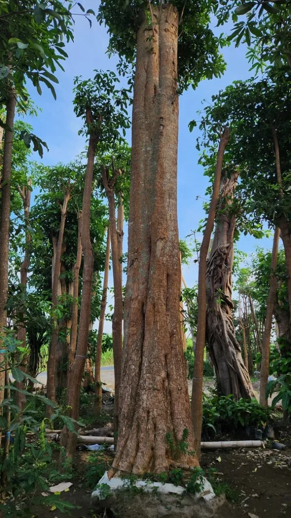 pohon pule di kebun tanduran kontraktor landscape