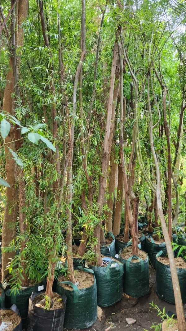 liangliu di kebun tanduran kontraktor landscape