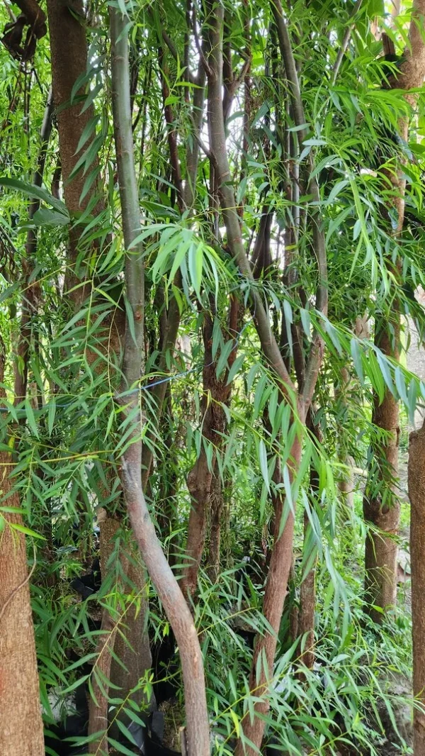 liangliu di kebun tanduran kontraktor landscape