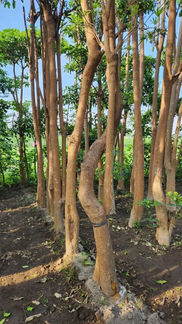 pohon pule di kebun tanduran kontraktor landscape