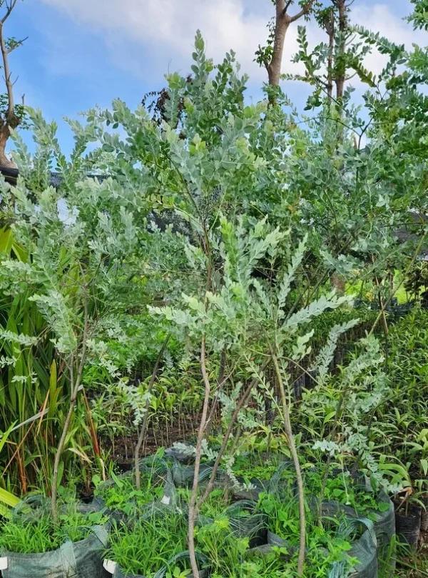 maemosa di kebun tanduran kontraktor landscape