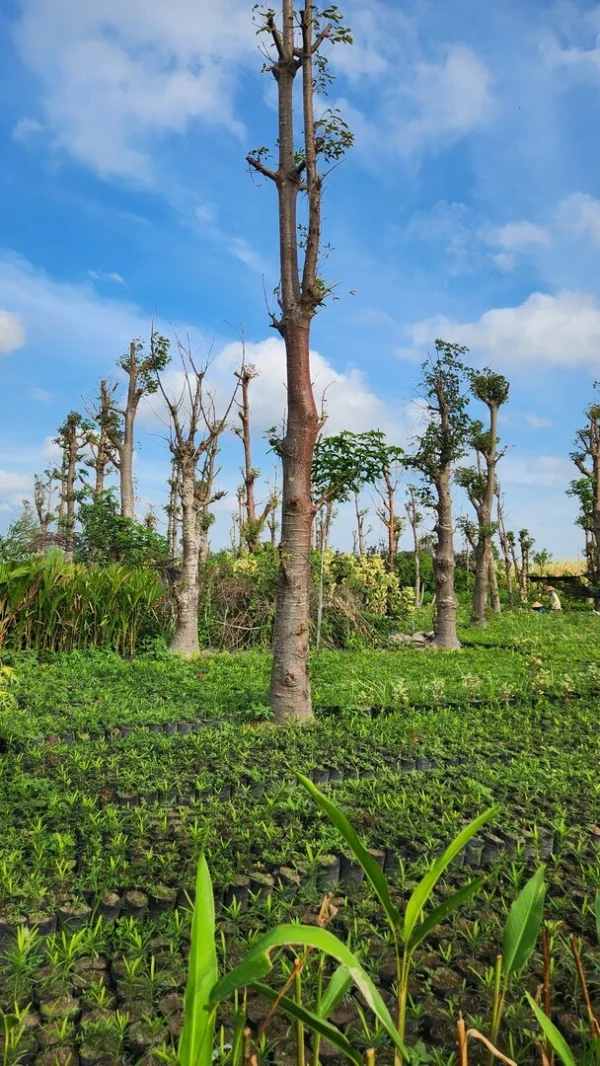 pohon baobab adansonia digitata