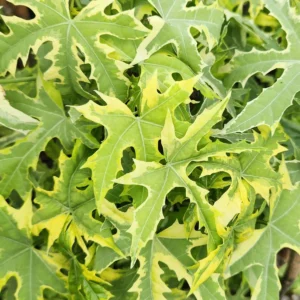 Pachystachys lutea di kebun tanduran kontraktor landscape