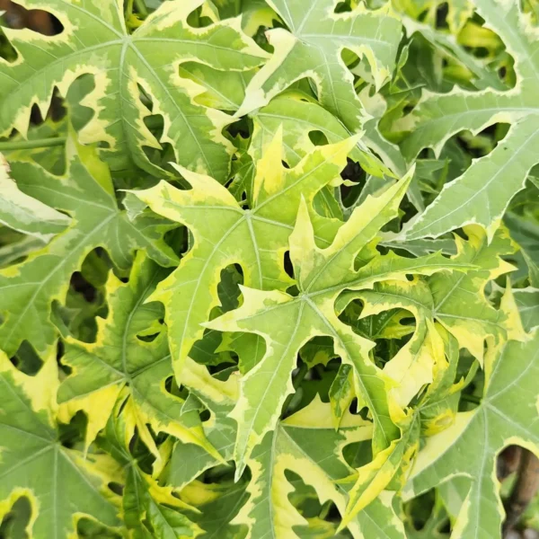 Pachystachys lutea di kebun tanduran kontraktor landscape
