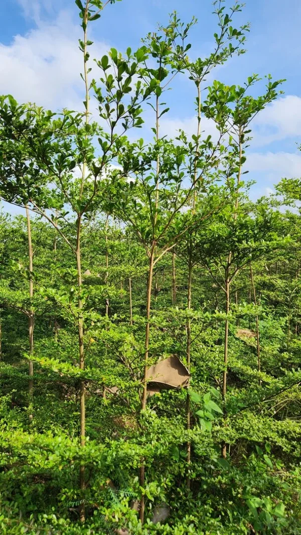 ketapang kencana di kebun tanduran kontraktor landscape