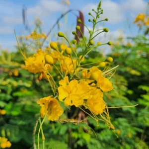 Caesalpinia Pulcherrima di kebun tanduran kontraktor landscape