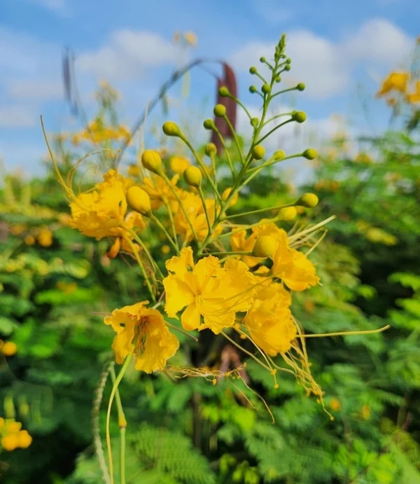 Caesalpinia Pulcherrima di kebun tanduran kontraktor landscape