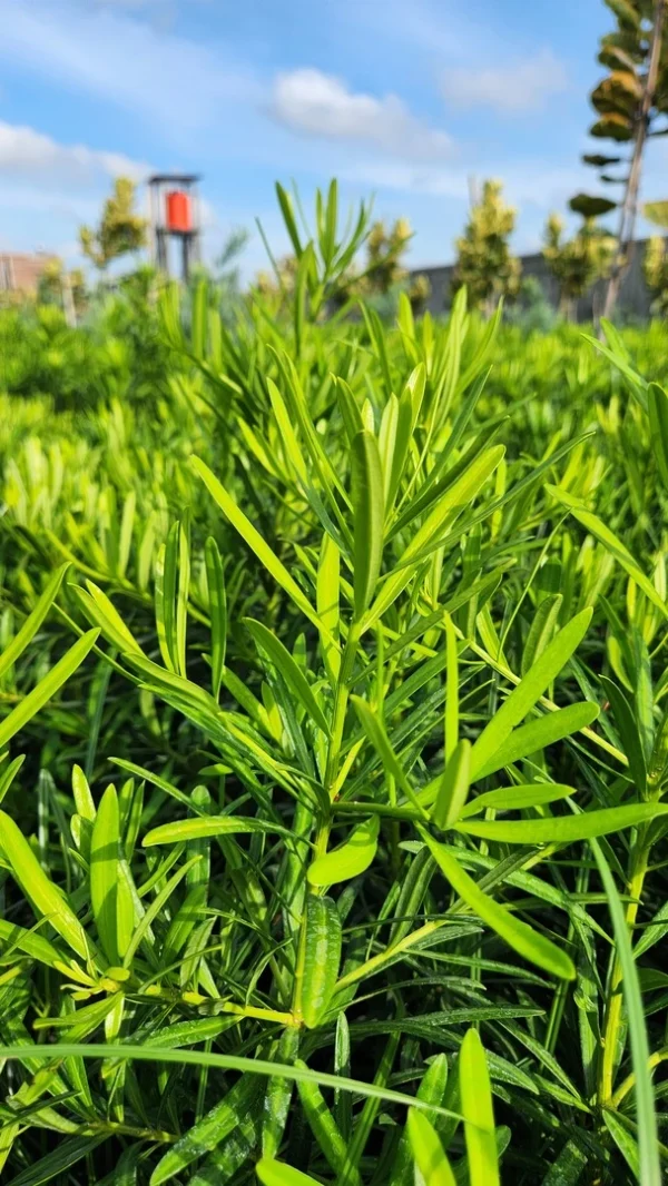podocarpus macrophyllus di kebun tanduran kontraktor landscape