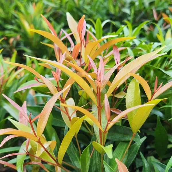 penata taman professional di kediri punya pucuk merah