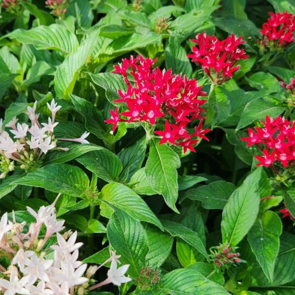 bunga pentas di kebun tanduran kontraktor landscape