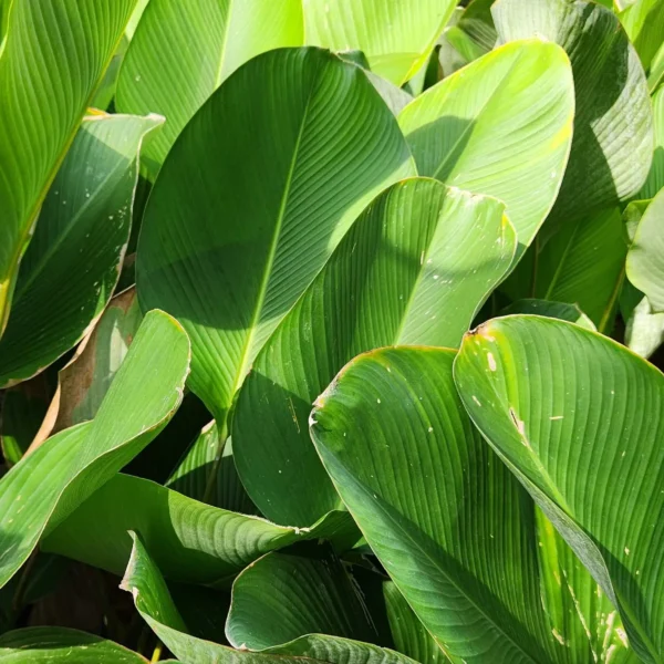 penata taman di kediri punya kalatea pisang