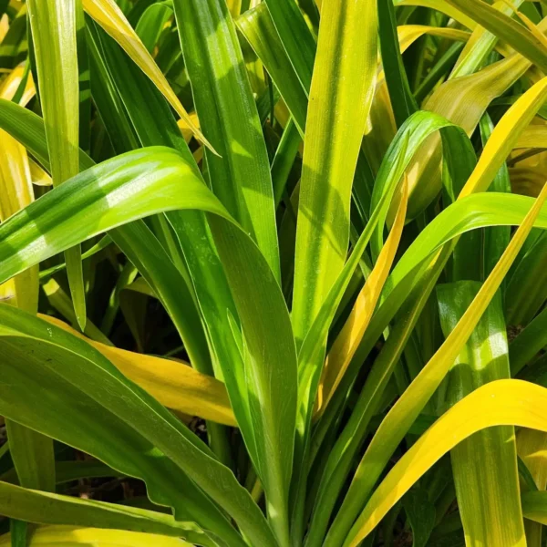 penata taman professional di kediri punya bakung kuning