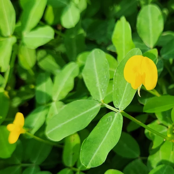 penata taman professional di kediri punya kacang kacangan arachis pintoi