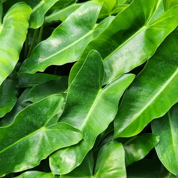 penata taman professional di kediri punya philodendron burle marx