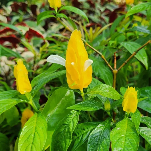 Pachystachys lutea di kebun kontraktor taman professioanal di kediri