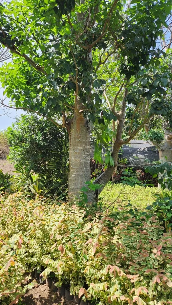 pohon baobab besar di kontraktor taman professioanal di kediri