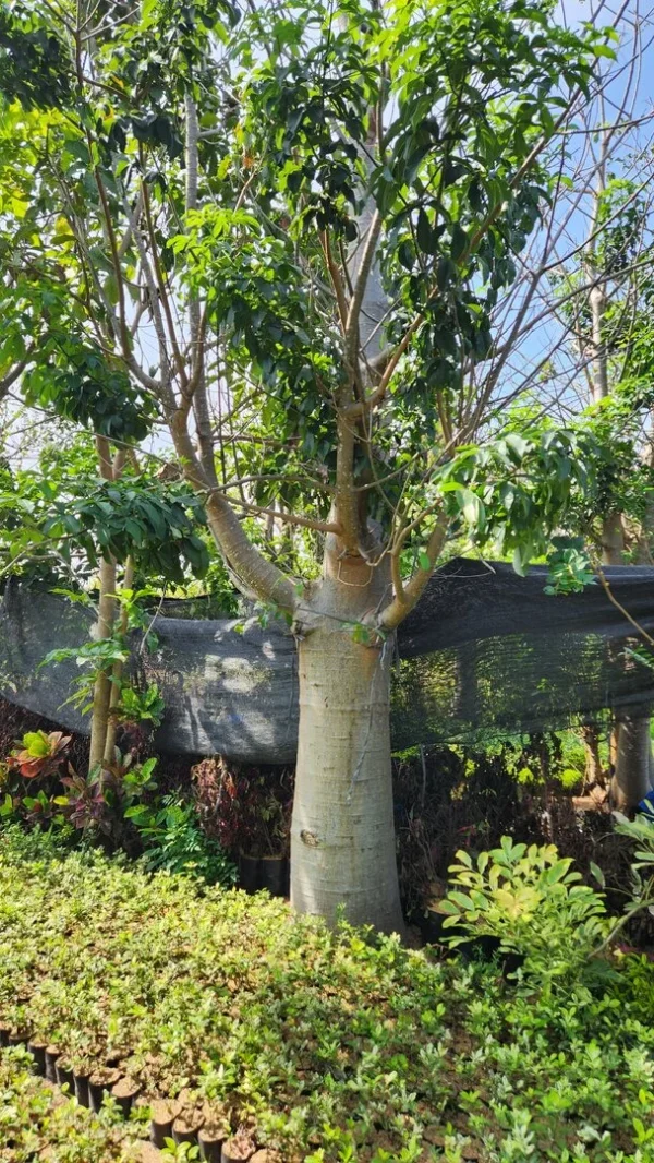 pohon baobab kaki gajah digunakan kontraktor taman professioanal di kediri