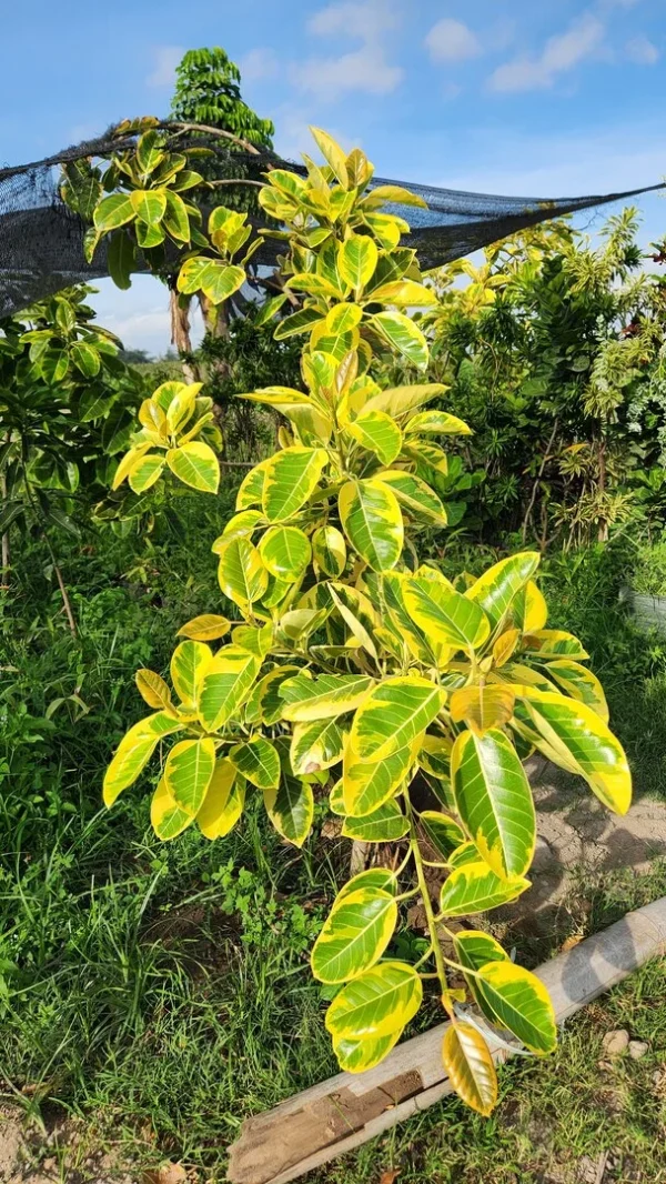 karet kebo variegata menghiasi taman depan rumah