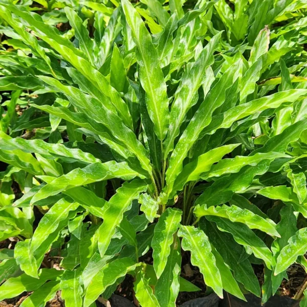 calathea rufibarba di kebun tanduran kontraktor landscape
