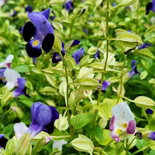 torenia dalam desain taman tropis oleh tanduran kontraktor landscape profesional di kediri