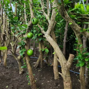 pohon maja